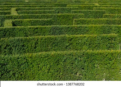 Green Bushes Labyrinth, Hedge Maze In The Park