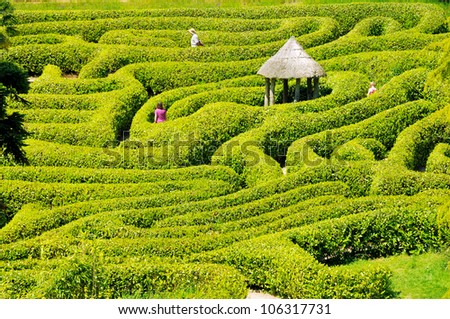 Green bushes labyrinth, hedge maze. People search the exit