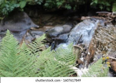 green bushes in a mountain forest - Shutterstock ID 1607617849