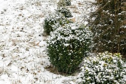 Green Bushes Shrub, Hedge Of Boxwood With Yellow Leaves Covered With First Fresh Snow Layer. Details Of Nature Landscape Design In Cold Winter In Backyard.