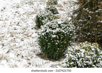 green bushes shrub, hedge of boxwood with yellow leaves covered with first fresh snow layer. Details of nature landscape design in cold winter in backyard.