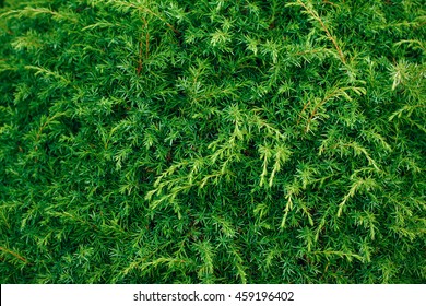 Trimmed Bush