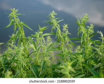 Green Bushes Of Young Nettles, Close-up. Folk Medicine, Medicinal Useful Herbs