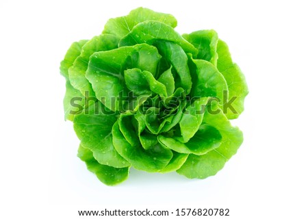 green butter lettuce vegetable or salad isolated on white back ground with clipping path