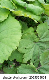 Green butterbur with perforated leaves
