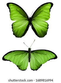 Papillon Vert Design Stock Photos Images Photography Shutterstock