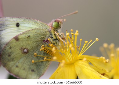 Green Butterfly Closeup. Insect Collecting Pollen From A Yellow Flower