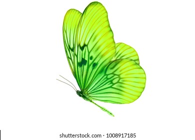 The Green Butterfly Flutters. Isolated On White Background.