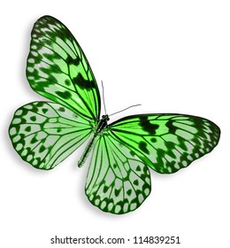 Green Butterfly Flying Isolated On White Background.