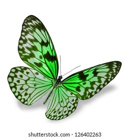 Green Butterfly Flying, Isolated On White Background