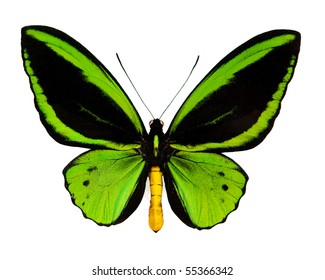 A Green Butterfly Isolated On White