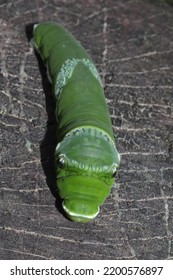 Green Butterfly Larva Caterpillar On Wood