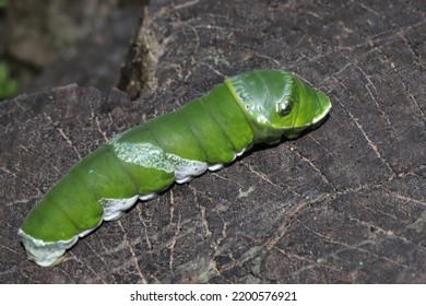 Green Butterfly Larva Caterpillar On Wood