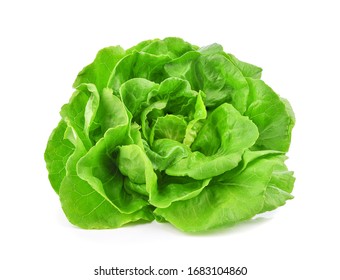 Green butterhead lettuce isolated on white background.