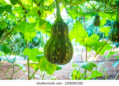 Green Butternut Squash Growing In Garden. Organic Vegetable Farm.

