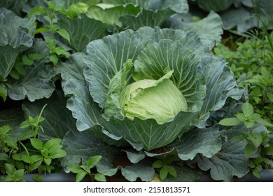 Green Cabbage Field On A Rural Hillside