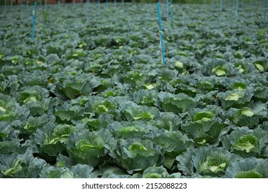 Green Cabbage Field On A Rural Hillside