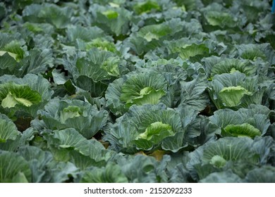 Green Cabbage Field On A Rural Hillside