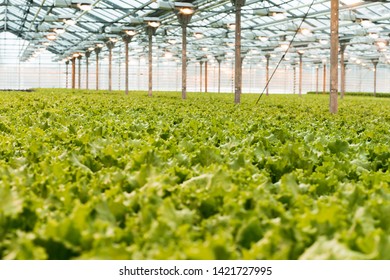green cabbage grows in the greenhouse. Growing greens on an industrial scale. The big light greenhouse with a large amount of lettuce.