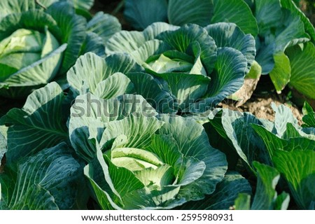 Green cabbage in growth at vegetable garden