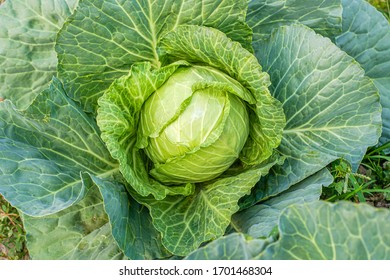 Green cabbage head in the garden - Shutterstock ID 1701468304