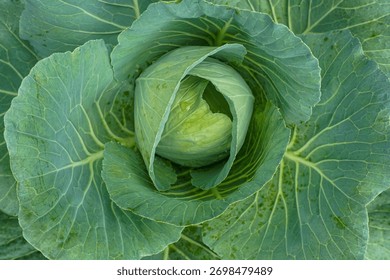 Green Cabbage Leaf Texture Close Up in Garden