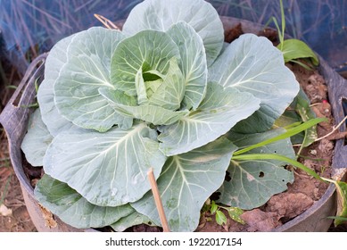 Green cabbage leaves in the garden 
