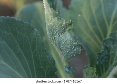 Green cabbage and midges on it are green - Shutterstock ID 1787418167