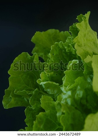 Similar – Image, Stock Photo Fresh leaf salad on a board with text space on the left