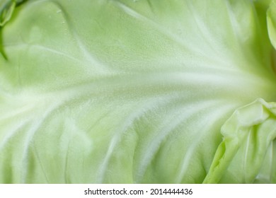 Green cabbage texture background. Close up. Macro photo.
