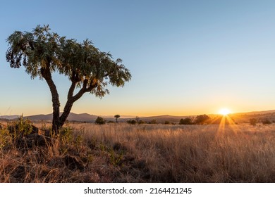 Green Cabbage tree at sunrise in winter South Africa