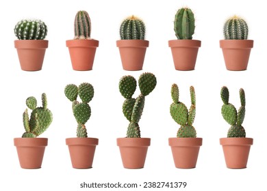 Green cacti in terracotta pots isolated on white, collection - Powered by Shutterstock