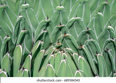 Green Cactus