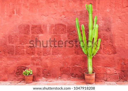 Image, Stock Photo Small green cactus