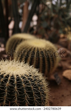 Green cactus in the botanical garden