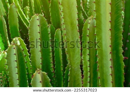 Green Cactus closeup. Green San Pedro Cactus, thorny fast growing hexagonal shape Cacti perfectly close captured in the desert