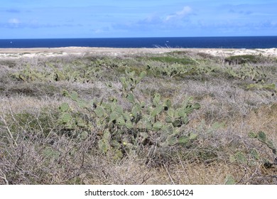 Green Cactus in the desert landscape - Santa Cruz, Aruba, January 7, 2020