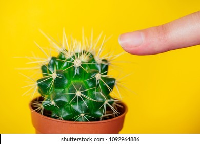 green cactus and finger pricked on the needle on a yellow background
