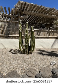 Green Cactus in Front of Building
