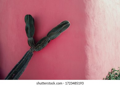 A green cactus in front of a pink wall 