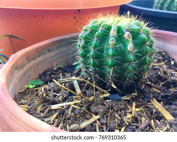 Green cactus in garden