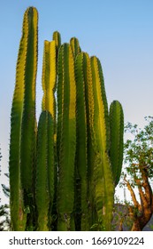 Green cactus with long, sharp needles