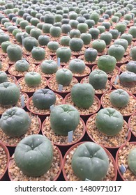 Green Cactus Lophophora in garden