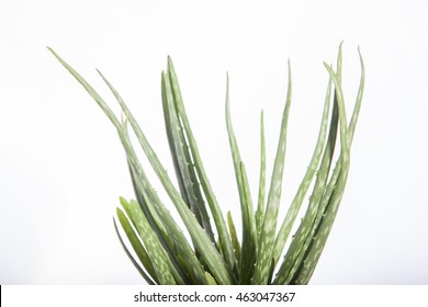 Green Cactus On White Background