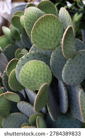 Green cactus pads covered in sharp spikes and needles.