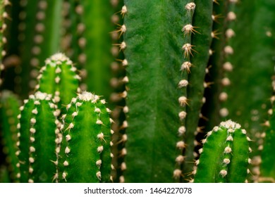 Green Cactus Plant On Full Flame Background