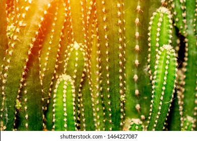 Green Cactus Plant On Full Flame Background