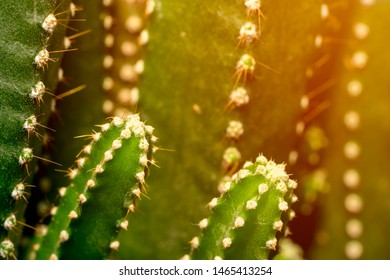 Green Cactus Plant On Full Flame Background