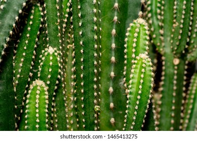 Green Cactus Plant On Full Flame Background