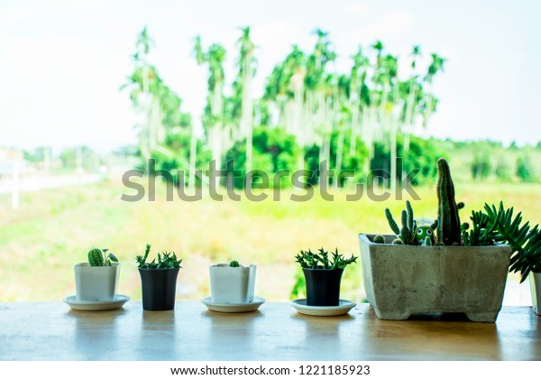 Green Cactus Plant On Wooden Desk Stock Photo Edit Now 1221185923